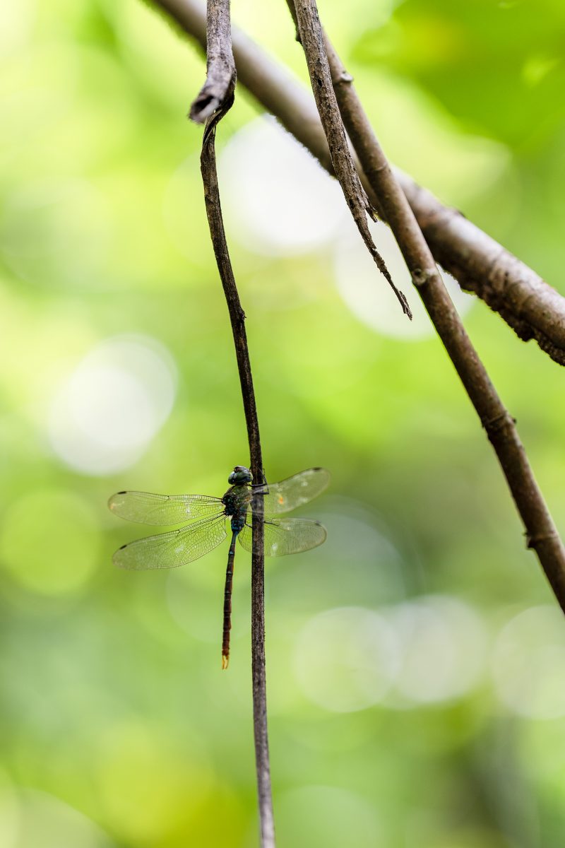 Baby turtle making its way across sandy beach to the ocean. Tortuguero, Costa Rica 2024, © Dirk Heurich, dirksn.com