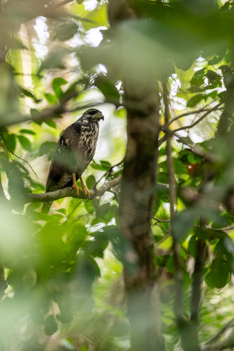 Baby turtle making its way across sandy beach to the ocean. Tortuguero, Costa Rica 2024, © Dirk Heurich, dirksn.com