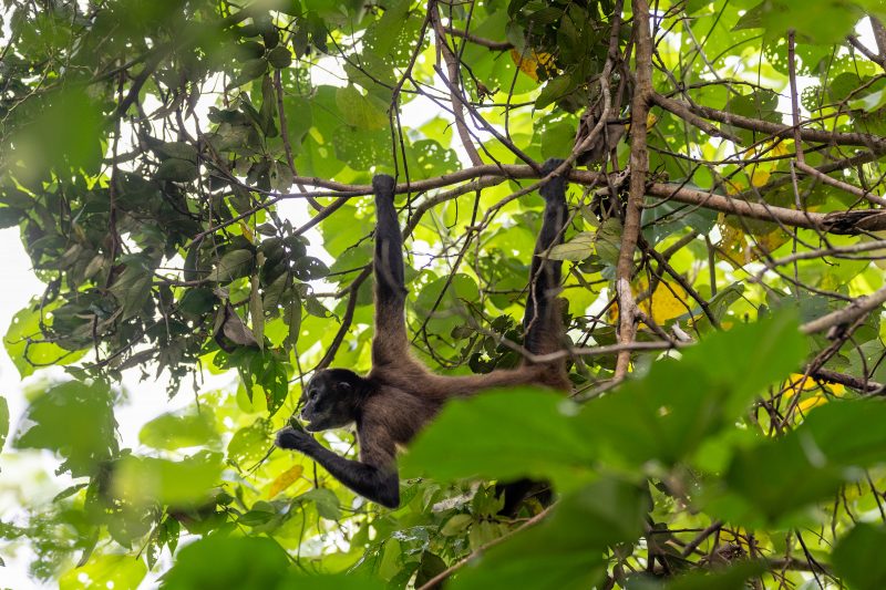 Baby turtle making its way across sandy beach to the ocean. Tortuguero, Costa Rica 2024, © Dirk Heurich, dirksn.com