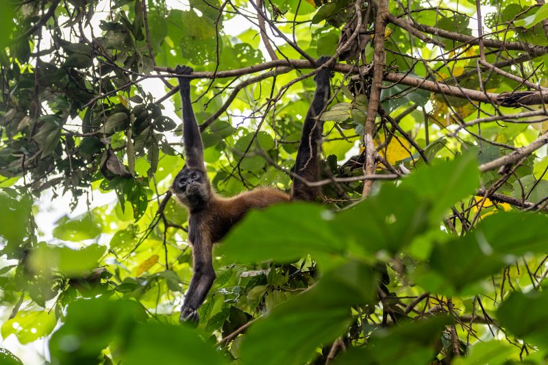 Baby turtle making its way across sandy beach to the ocean. Tortuguero, Costa Rica 2024, © Dirk Heurich, dirksn.com