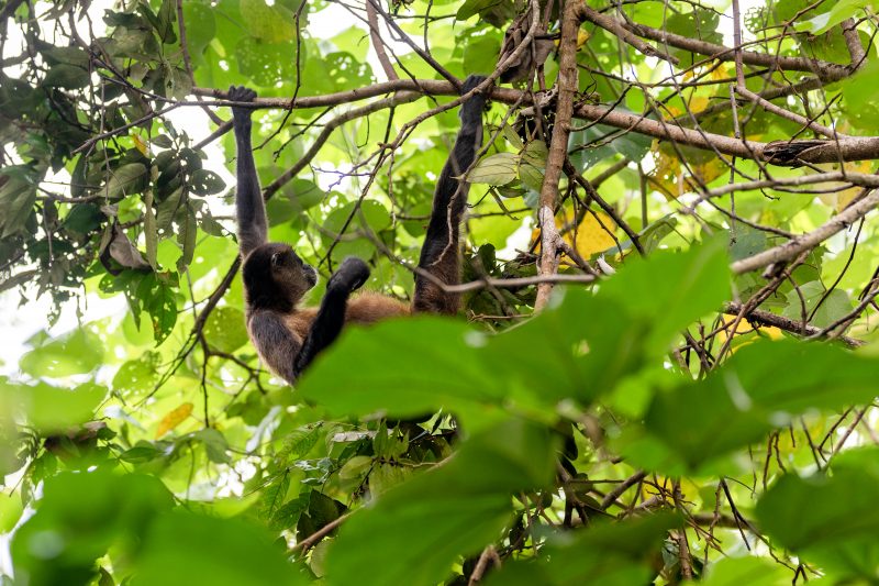 Baby turtle making its way across sandy beach to the ocean. Tortuguero, Costa Rica 2024, © Dirk Heurich, dirksn.com