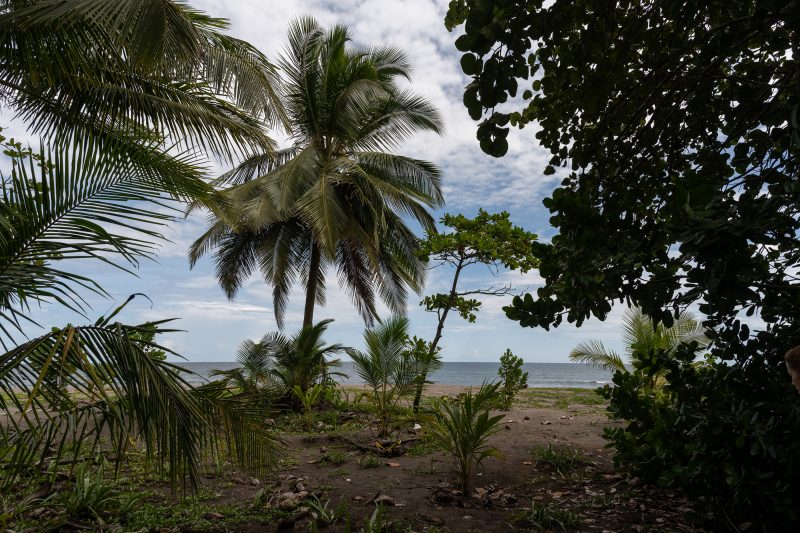 Baby turtle making its way across sandy beach to the ocean. Tortuguero, Costa Rica 2024, © Dirk Heurich, dirksn.com