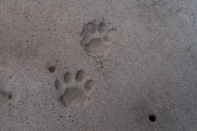 Baby turtle making its way across sandy beach to the ocean. Tortuguero, Costa Rica 2024, © Dirk Heurich, dirksn.com