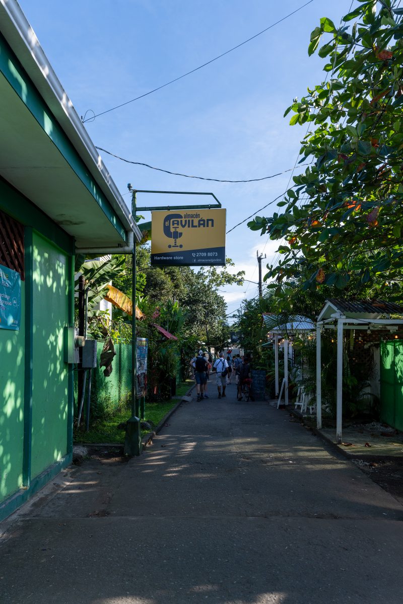 Baby turtle making its way across sandy beach to the ocean. Tortuguero, Costa Rica 2024, © Dirk Heurich, dirksn.com
