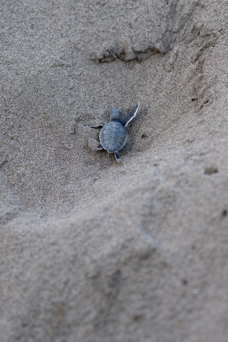 Baby turtle making its way across sandy beach to the ocean. Tortuguero, Costa Rica 2024, © Dirk Heurich, dirksn.com