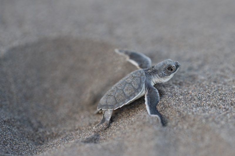 Baby turtle making its way across sandy beach to the ocean. Tortuguero, Costa Rica 2024, © Dirk Heurich, dirksn.com