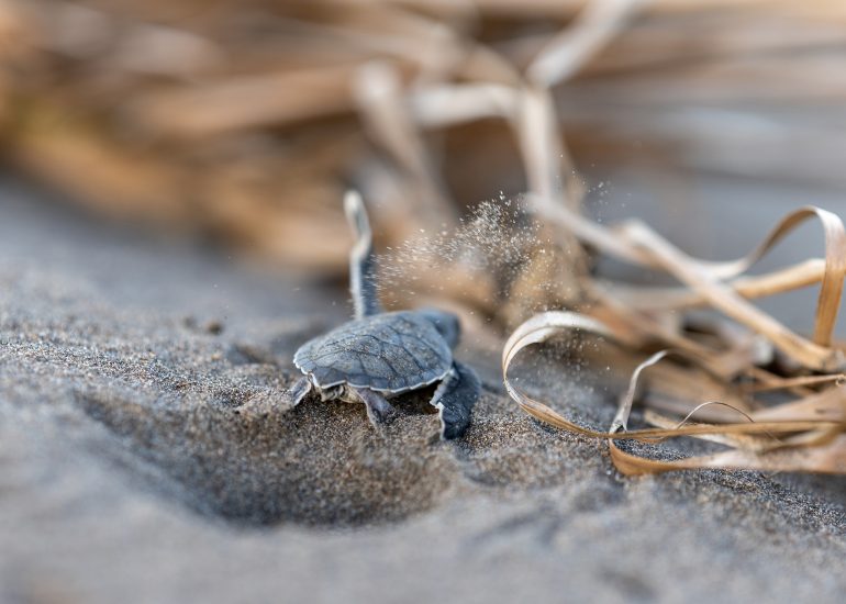 Baby turtle making its way across sandy beach to the ocean. Tortuguero, Costa Rica 2024, © Dirk Heurich, dirksn.com
