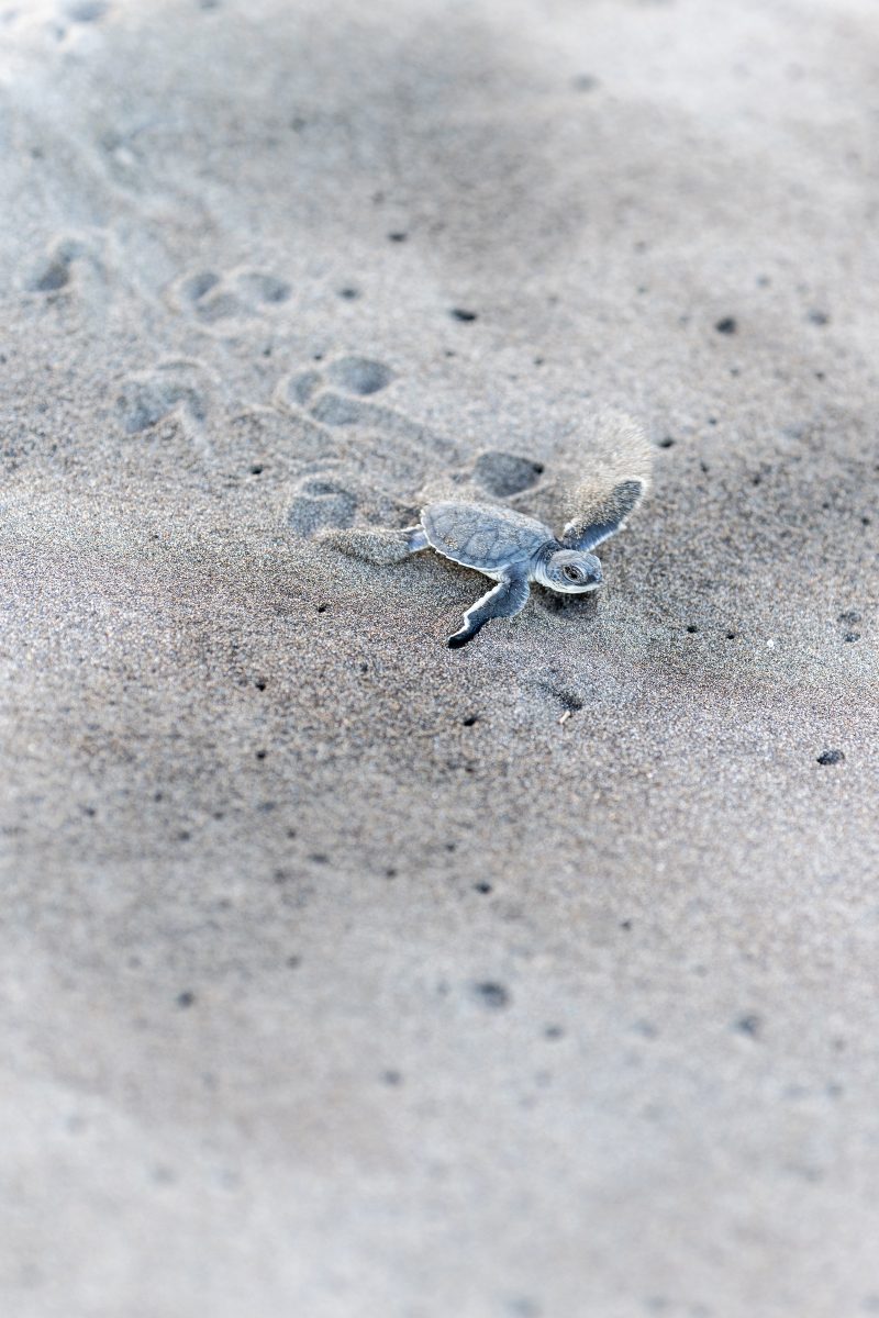 Baby turtle making its way across sandy beach to the ocean. Tortuguero, Costa Rica 2024, © Dirk Heurich, dirksn.com