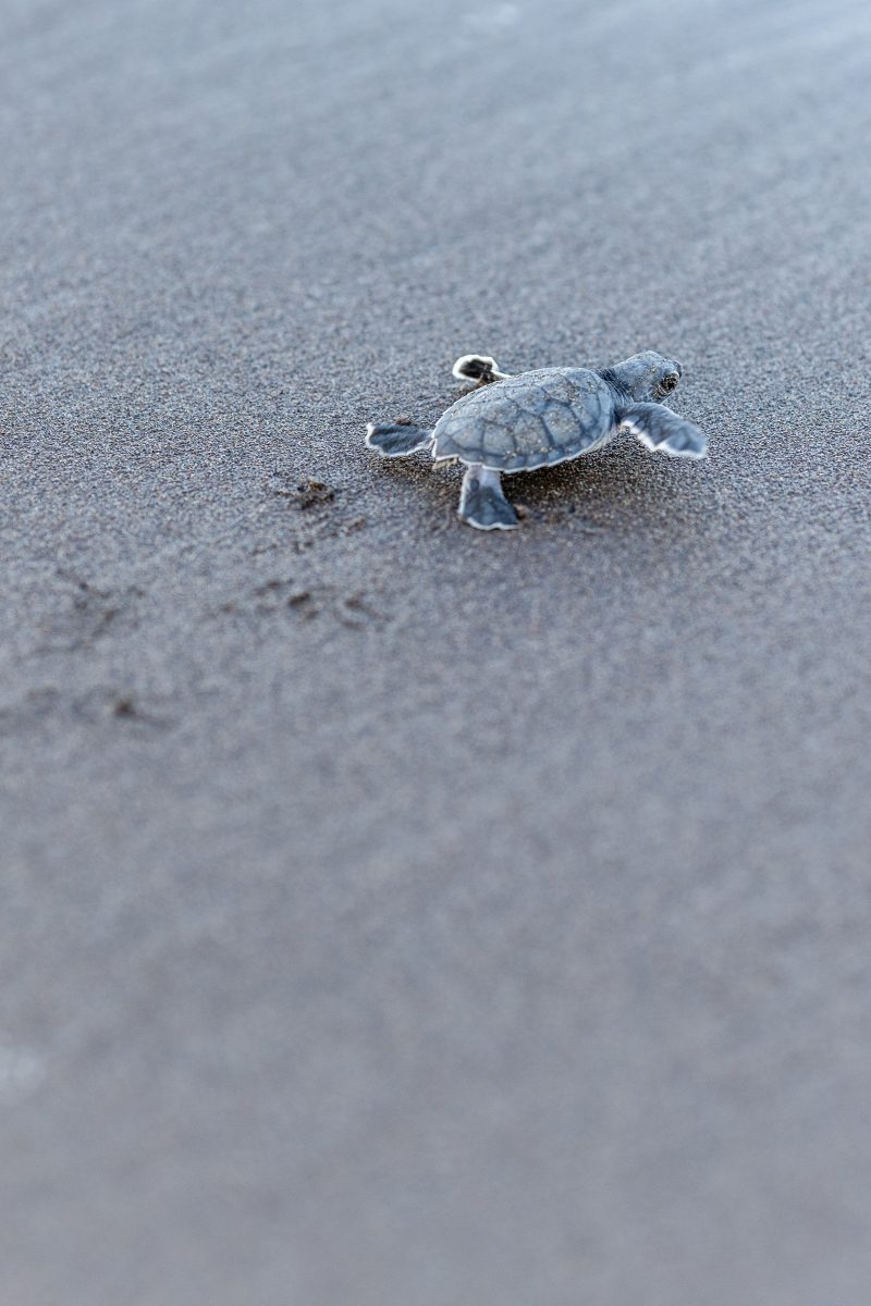 Baby turtle making its way across sandy beach to the ocean. Tortuguero, Costa Rica 2024, © Dirk Heurich, dirksn.com