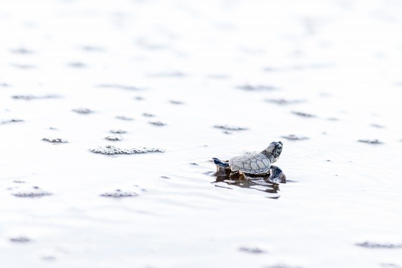Baby turtle making its way across sandy beach to the ocean. Tortuguero, Costa Rica 2024, © Dirk Heurich, dirksn.com