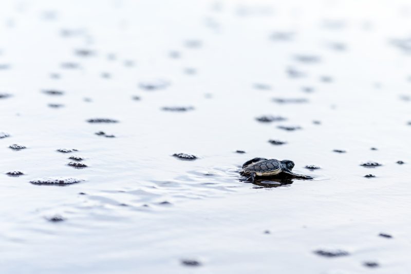 Baby turtle making its way across sandy beach to the ocean. Tortuguero, Costa Rica 2024, © Dirk Heurich, dirksn.com