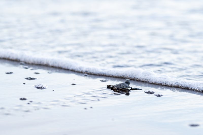 Baby turtle making its way across sandy beach to the ocean. Tortuguero, Costa Rica 2024, © Dirk Heurich, dirksn.com