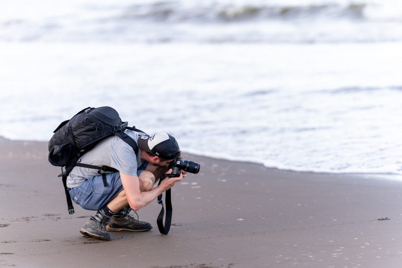 Baby turtle making its way across sandy beach to the ocean. Tortuguero, Costa Rica 2024, © Dirk Heurich, dirksn.com