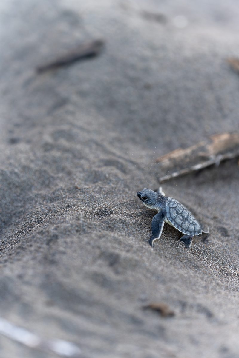 Baby turtle making its way across sandy beach to the ocean. Tortuguero, Costa Rica 2024, © Dirk Heurich, dirksn.com