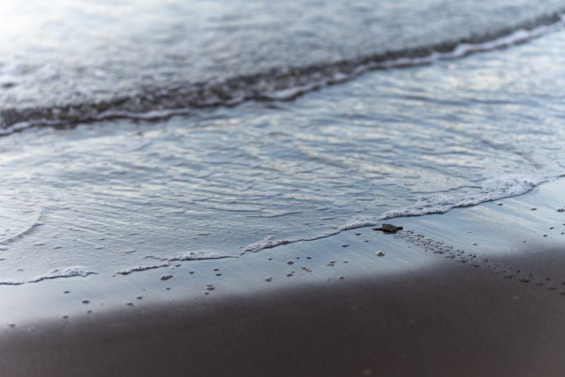 Baby turtle making its way across sandy beach to the ocean. Tortuguero, Costa Rica 2024, © Dirk Heurich, dirksn.com
