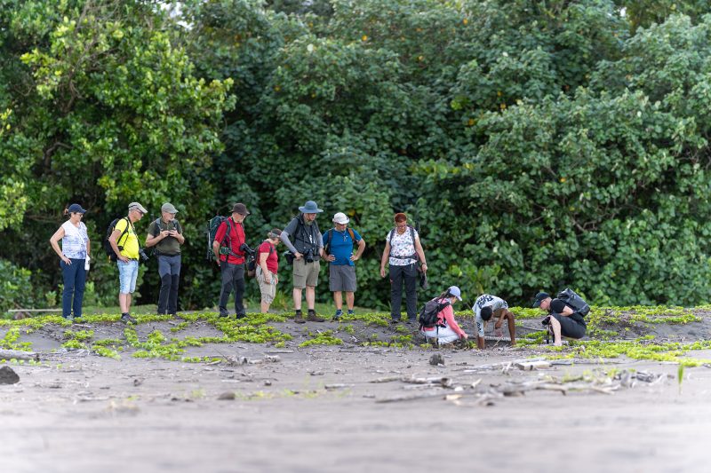 Baby turtle making its way across sandy beach to the ocean. Tortuguero, Costa Rica 2024, © Dirk Heurich, dirksn.com
