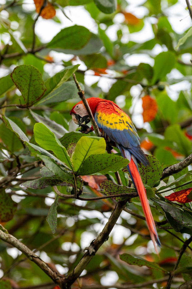Baby turtle making its way across sandy beach to the ocean. Tortuguero, Costa Rica 2024, © Dirk Heurich, dirksn.com