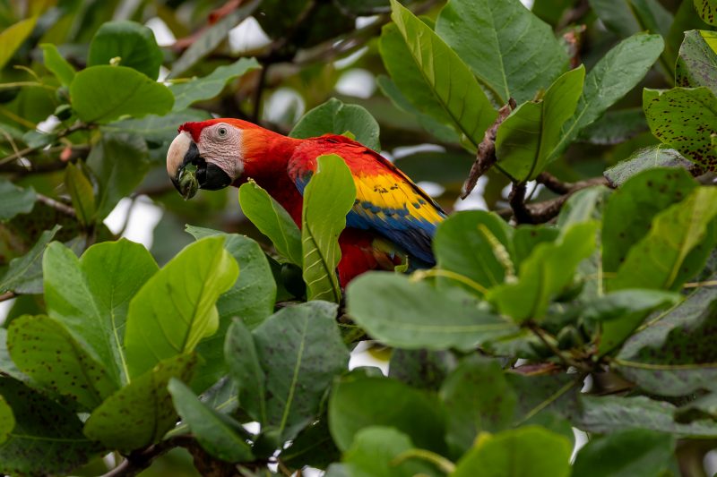 Baby turtle making its way across sandy beach to the ocean. Tortuguero, Costa Rica 2024, © Dirk Heurich, dirksn.com