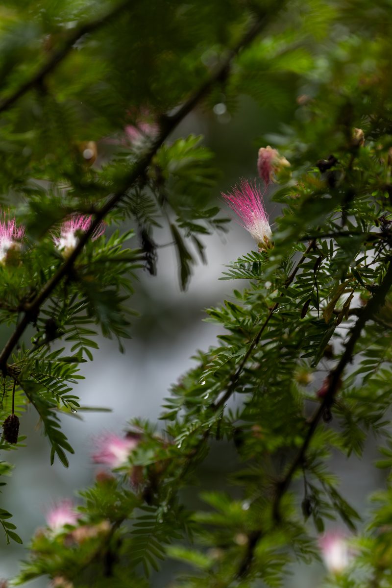 Baby turtle making its way across sandy beach to the ocean. Tortuguero, Costa Rica 2024, © Dirk Heurich, dirksn.com