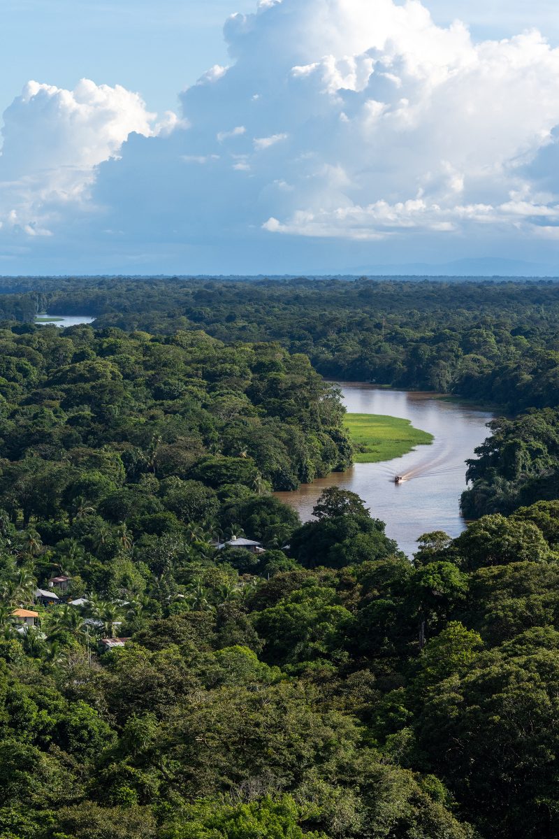 Baby turtle making its way across sandy beach to the ocean. Tortuguero, Costa Rica 2024, © Dirk Heurich, dirksn.com