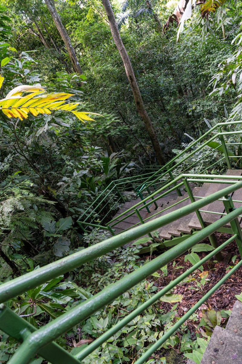 Baby turtle making its way across sandy beach to the ocean. Tortuguero, Costa Rica 2024, © Dirk Heurich, dirksn.com