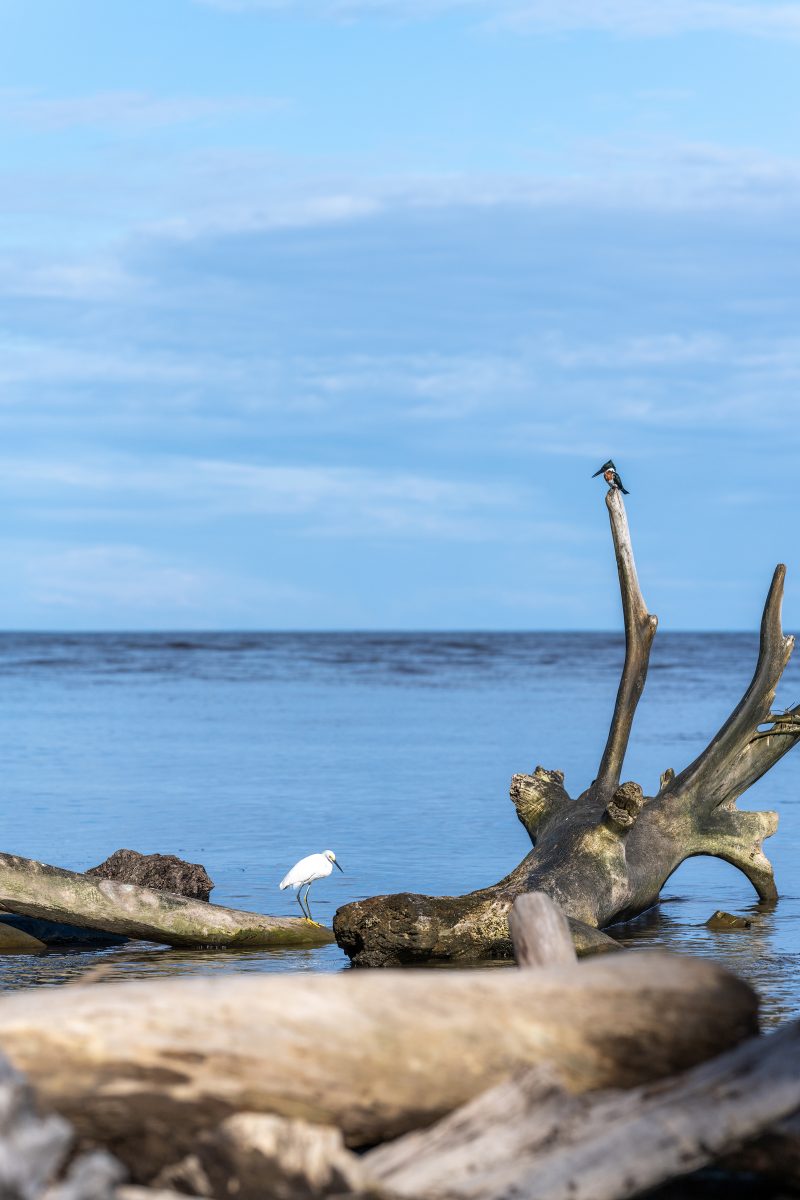 Baby turtle making its way across sandy beach to the ocean. Tortuguero, Costa Rica 2024, © Dirk Heurich, dirksn.com