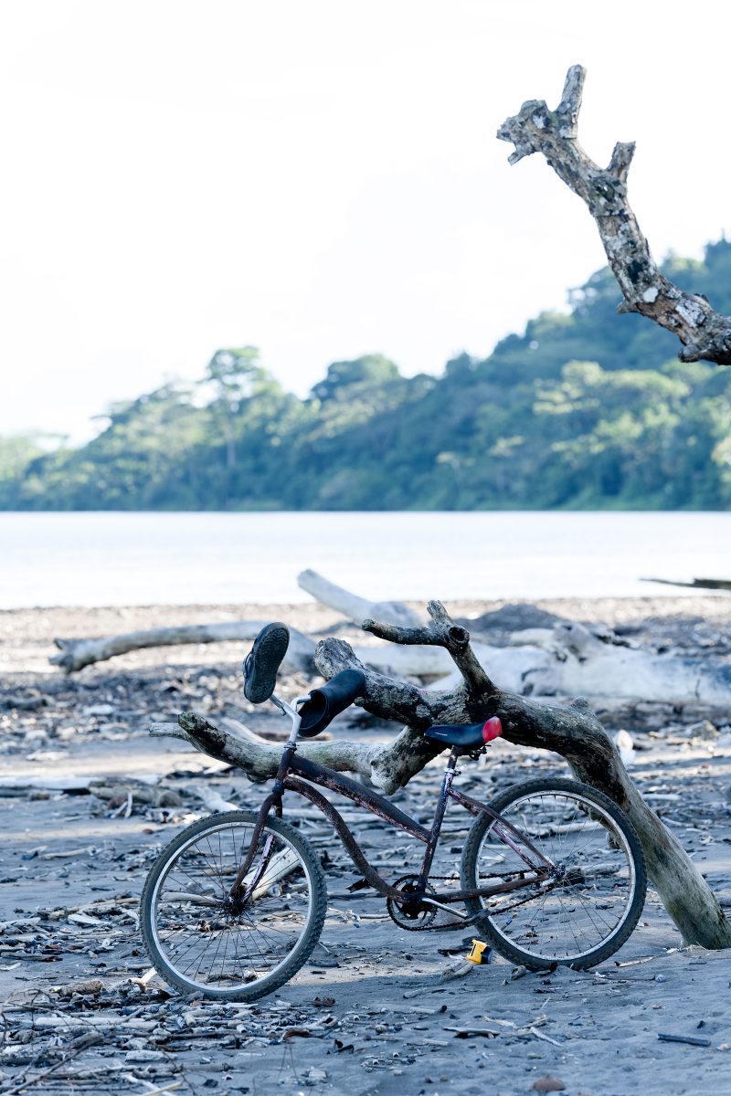 Baby turtle making its way across sandy beach to the ocean. Tortuguero, Costa Rica 2024, © Dirk Heurich, dirksn.com