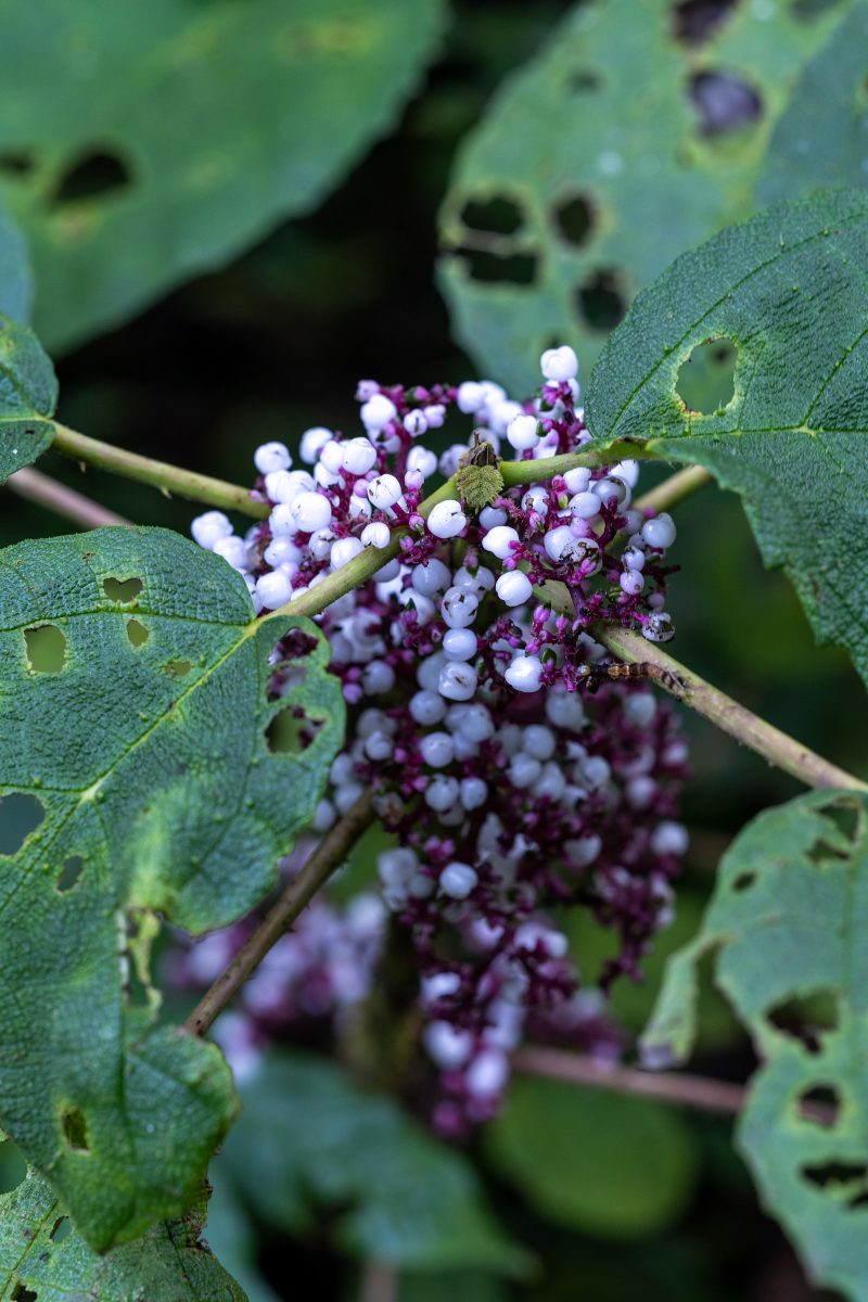 Baby turtle making its way across sandy beach to the ocean. Tortuguero, Costa Rica 2024, © Dirk Heurich, dirksn.com