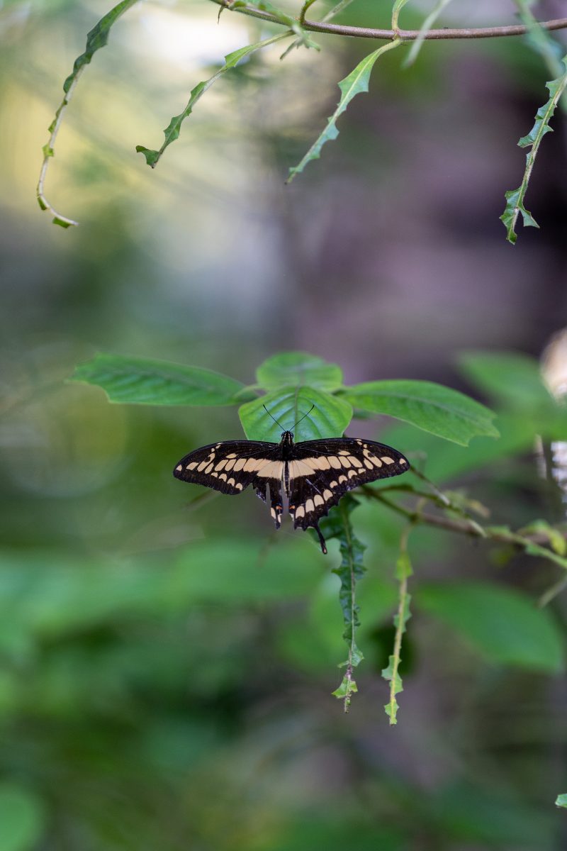 Baby turtle making its way across sandy beach to the ocean. Tortuguero, Costa Rica 2024, © Dirk Heurich, dirksn.com