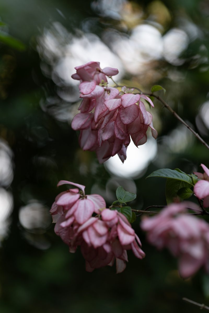 Baby turtle making its way across sandy beach to the ocean. Tortuguero, Costa Rica 2024, © Dirk Heurich, dirksn.com