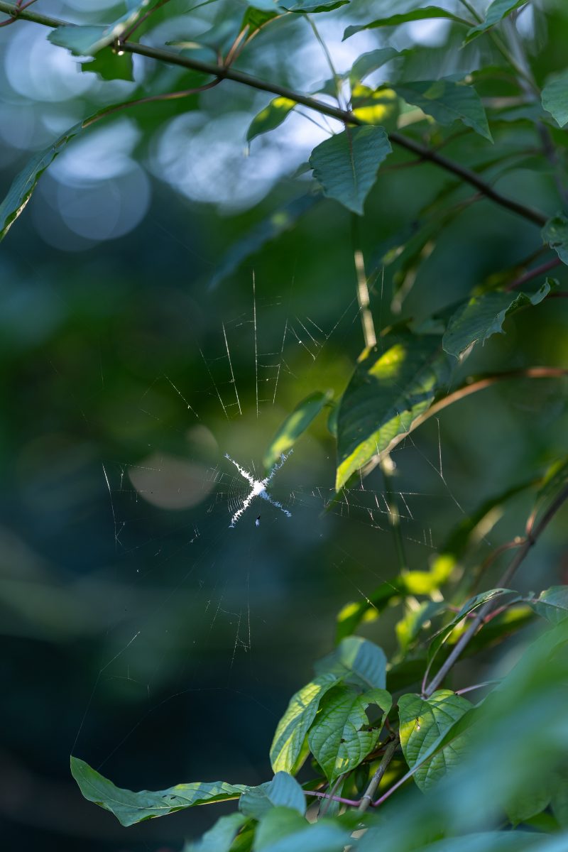 Baby turtle making its way across sandy beach to the ocean. Tortuguero, Costa Rica 2024, © Dirk Heurich, dirksn.com