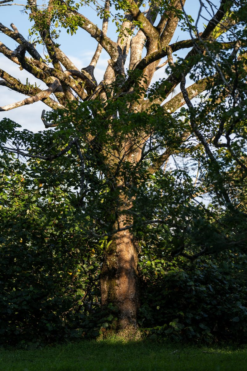 Baby turtle making its way across sandy beach to the ocean. Tortuguero, Costa Rica 2024, © Dirk Heurich, dirksn.com