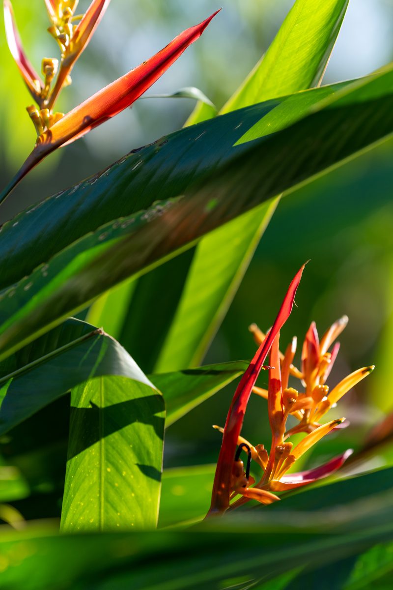 Baby turtle making its way across sandy beach to the ocean. Tortuguero, Costa Rica 2024, © Dirk Heurich, dirksn.com