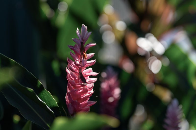 Baby turtle making its way across sandy beach to the ocean. Tortuguero, Costa Rica 2024, © Dirk Heurich, dirksn.com