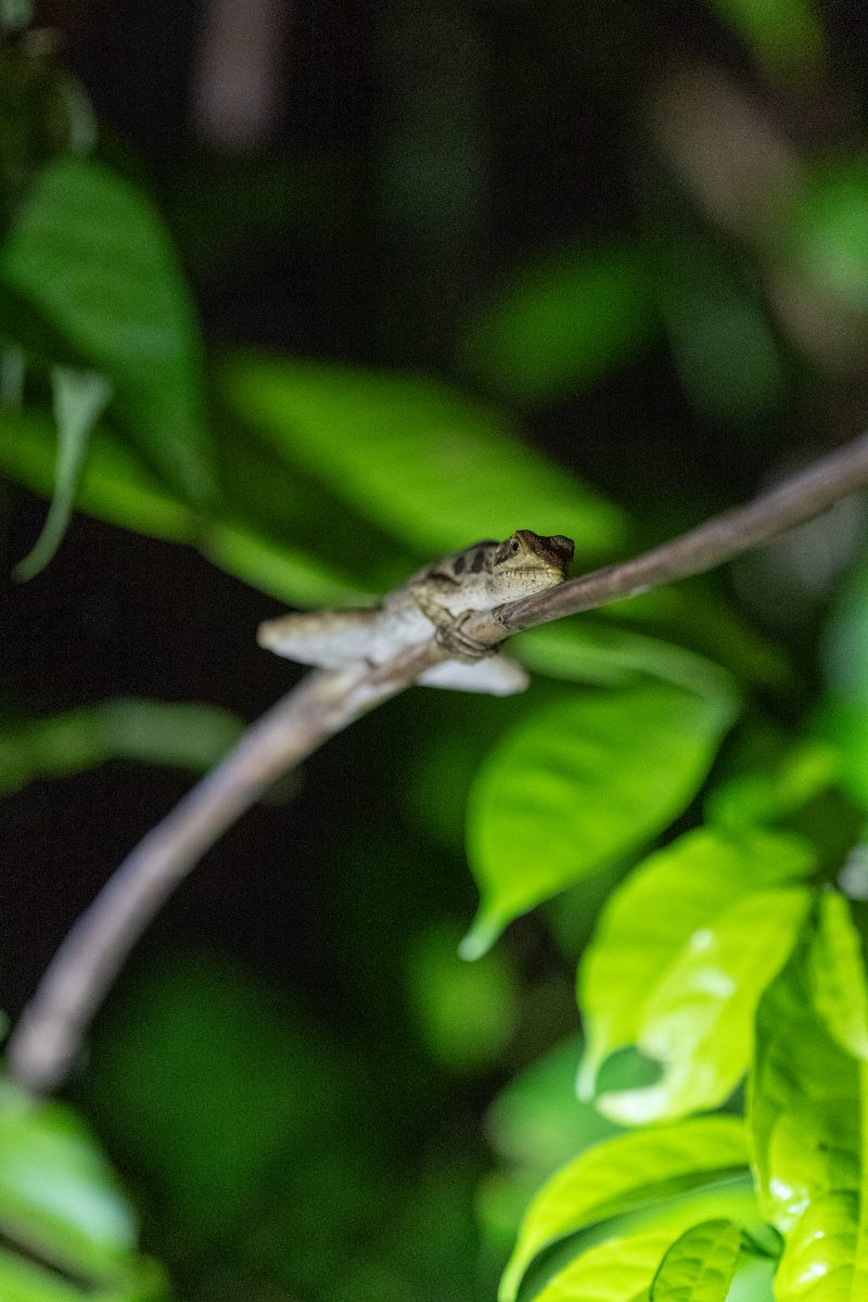 Baby turtle making its way across sandy beach to the ocean. Tortuguero, Costa Rica 2024, © Dirk Heurich, dirksn.com
