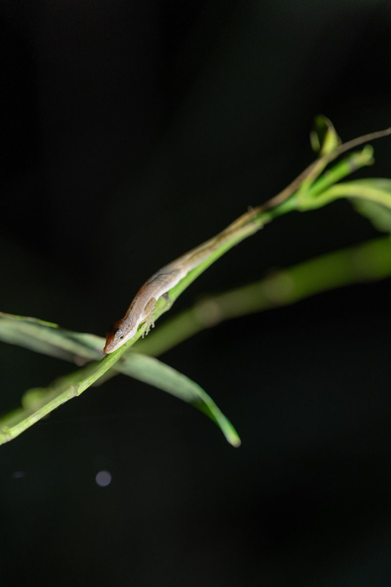 Baby turtle making its way across sandy beach to the ocean. Tortuguero, Costa Rica 2024, © Dirk Heurich, dirksn.com