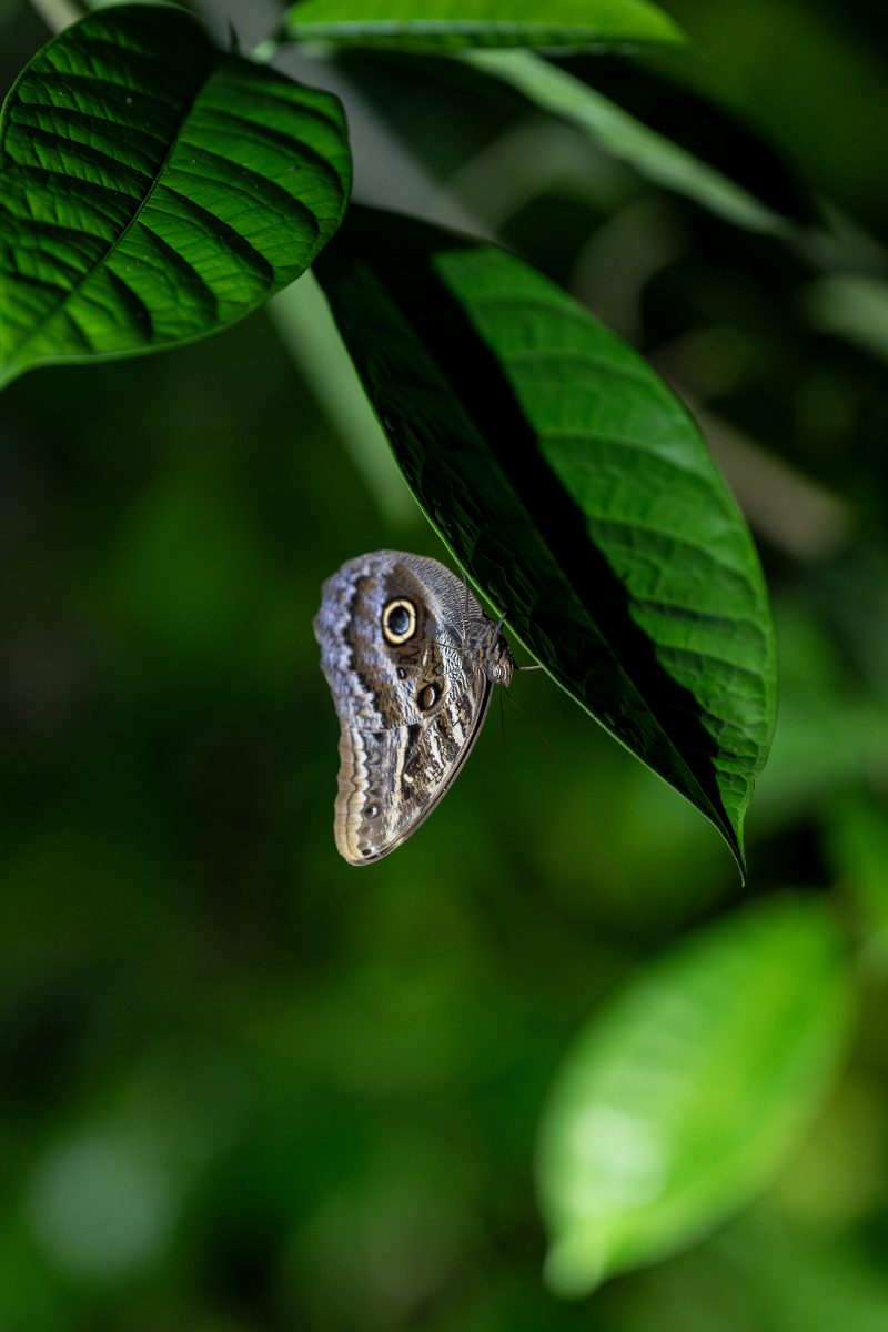 Baby turtle making its way across sandy beach to the ocean. Tortuguero, Costa Rica 2024, © Dirk Heurich, dirksn.com