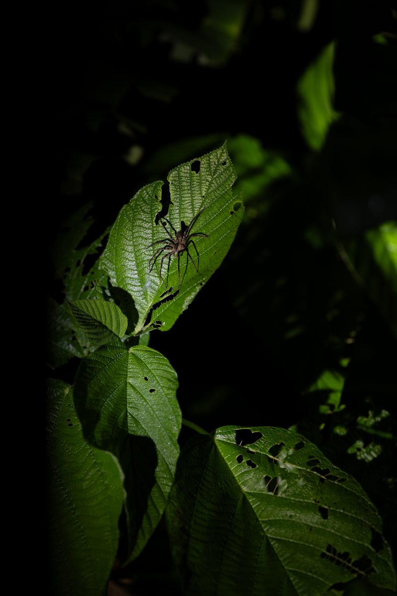Baby turtle making its way across sandy beach to the ocean. Tortuguero, Costa Rica 2024, © Dirk Heurich, dirksn.com
