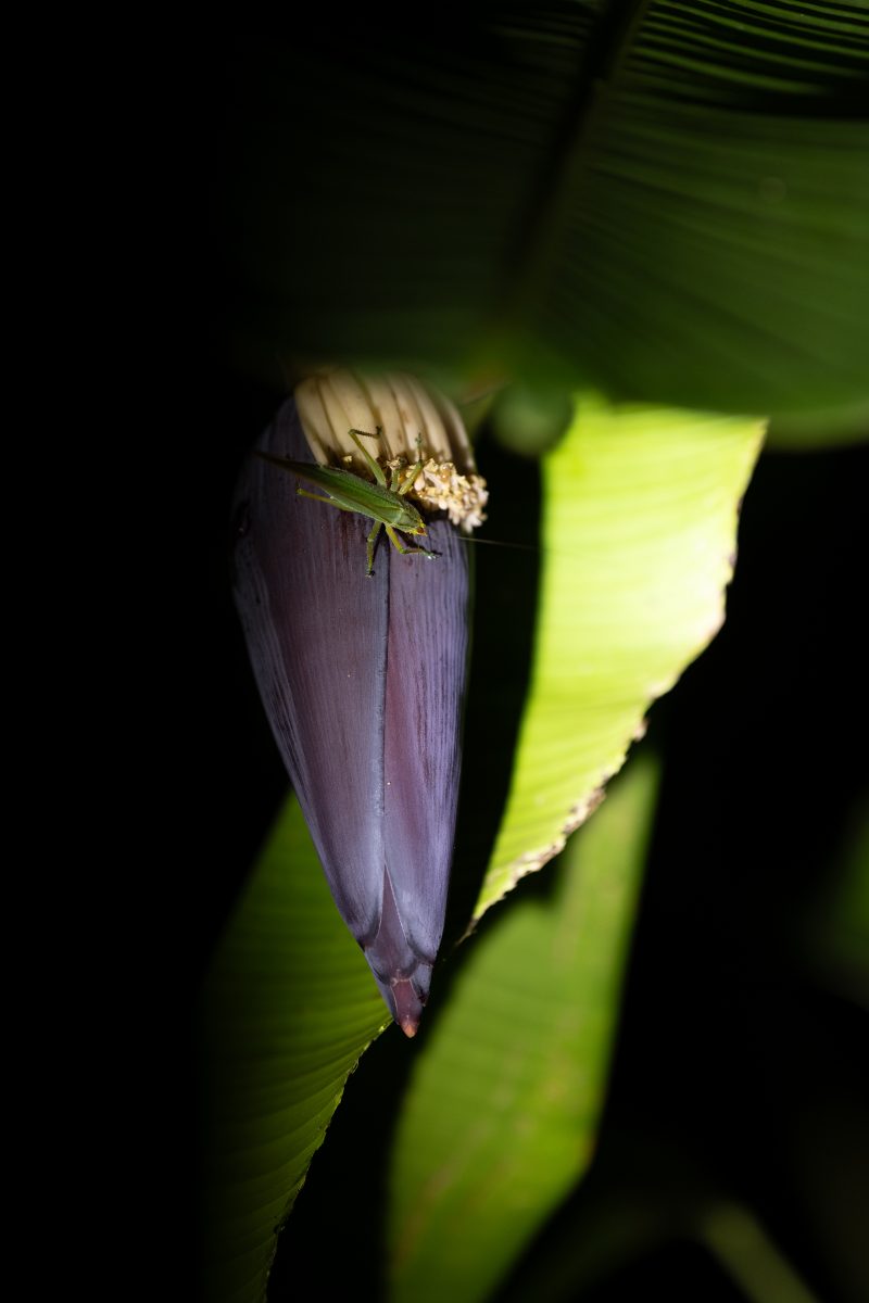 Baby turtle making its way across sandy beach to the ocean. Tortuguero, Costa Rica 2024, © Dirk Heurich, dirksn.com