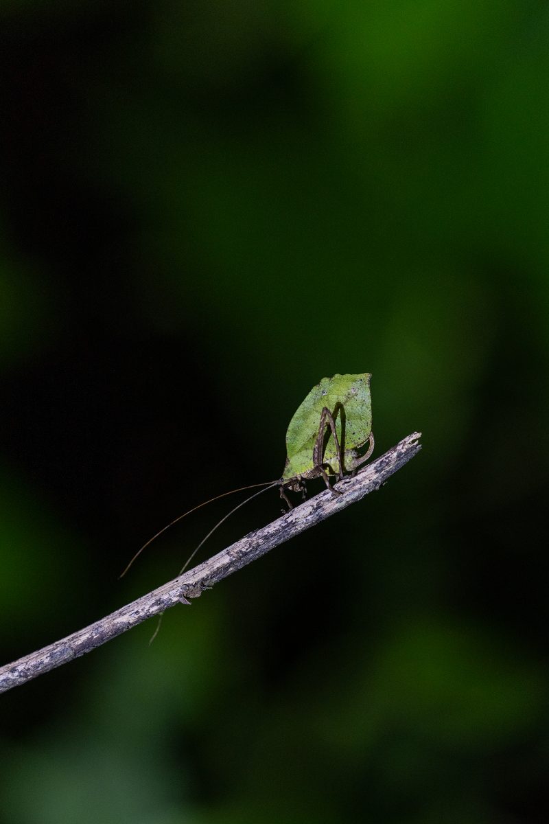 Baby turtle making its way across sandy beach to the ocean. Tortuguero, Costa Rica 2024, © Dirk Heurich, dirksn.com