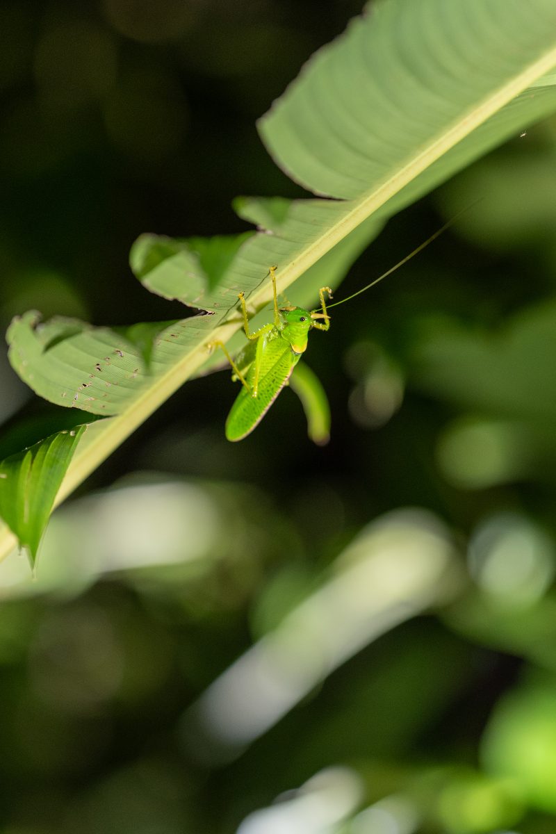 Baby turtle making its way across sandy beach to the ocean. Tortuguero, Costa Rica 2024, © Dirk Heurich, dirksn.com