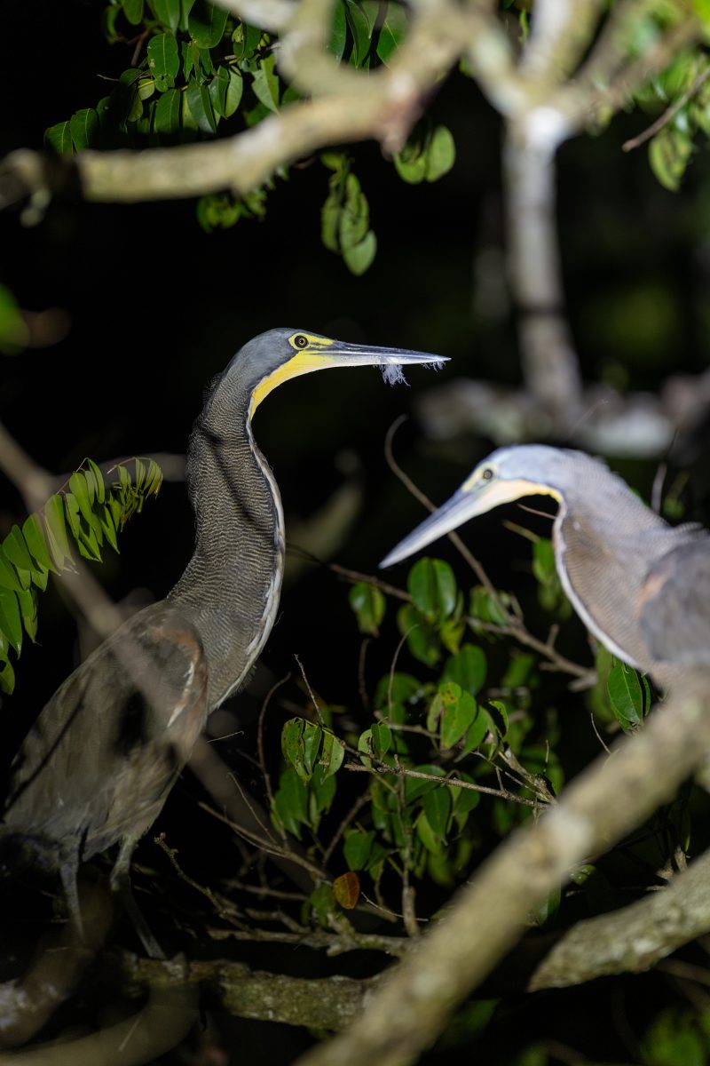 Baby turtle making its way across sandy beach to the ocean. Tortuguero, Costa Rica 2024, © Dirk Heurich, dirksn.com