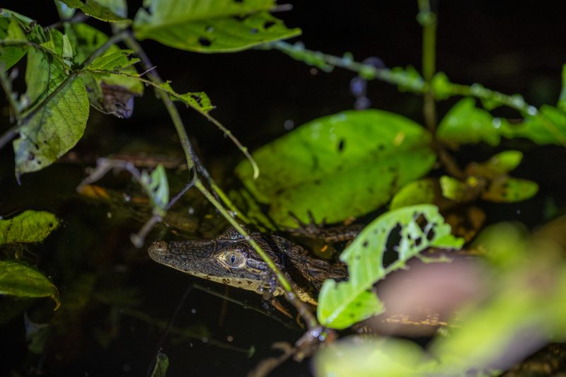 Baby turtle making its way across sandy beach to the ocean. Tortuguero, Costa Rica 2024, © Dirk Heurich, dirksn.com