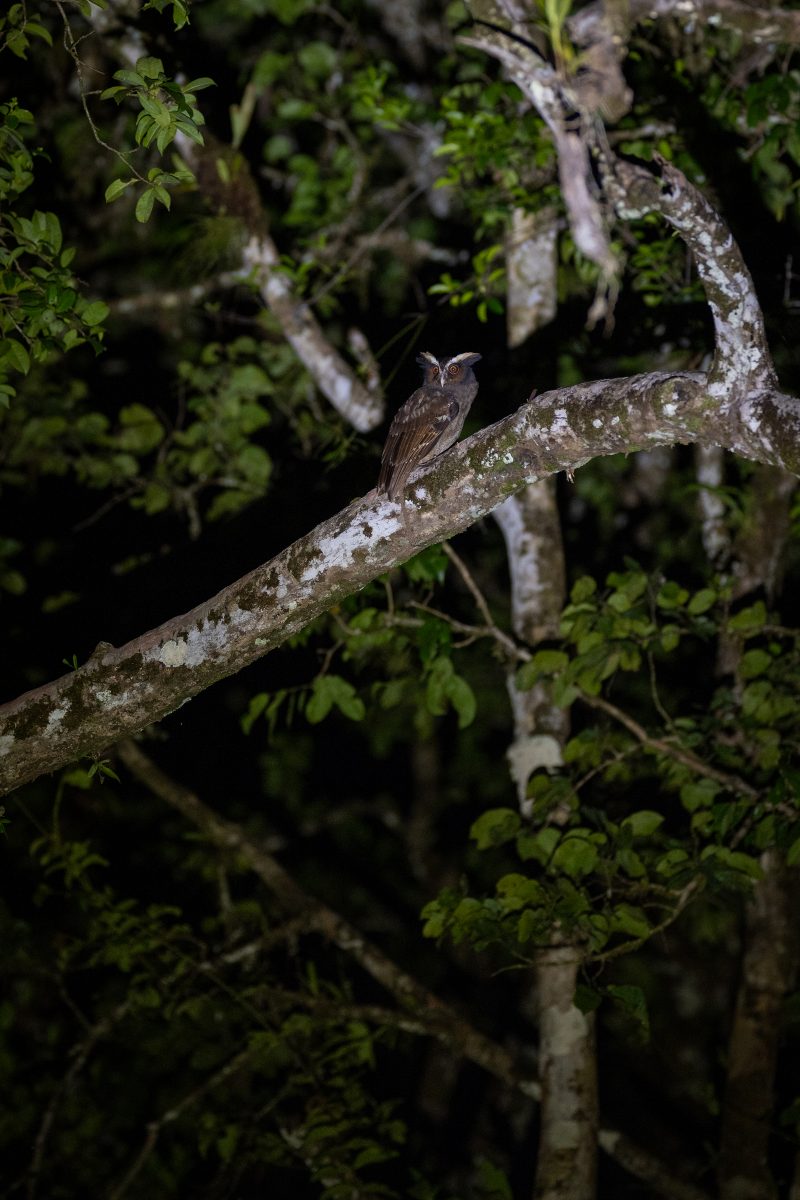Baby turtle making its way across sandy beach to the ocean. Tortuguero, Costa Rica 2024, © Dirk Heurich, dirksn.com