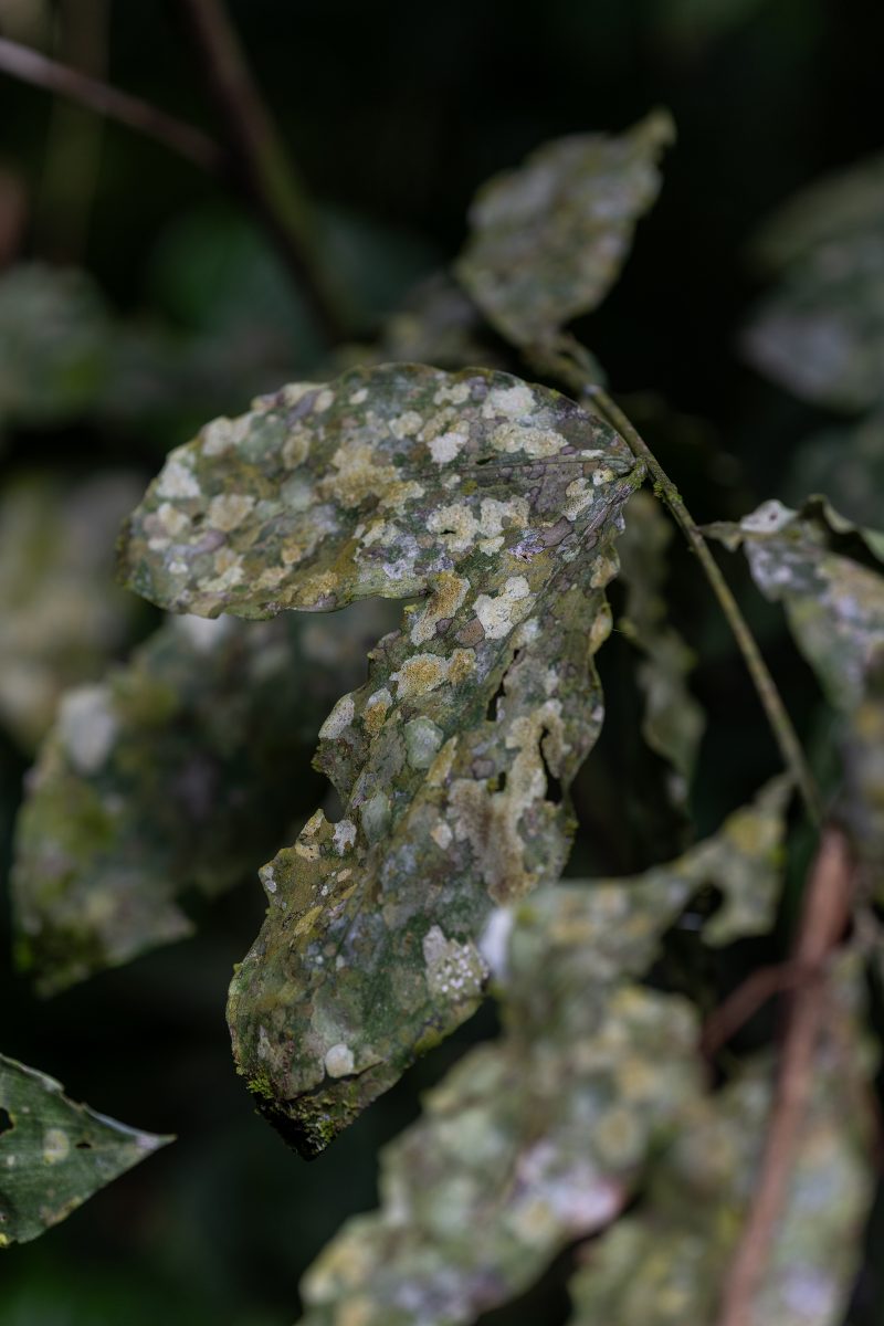 Cahuita, Costa Rica, 2024, © Dirk Heurich, dirksn.com