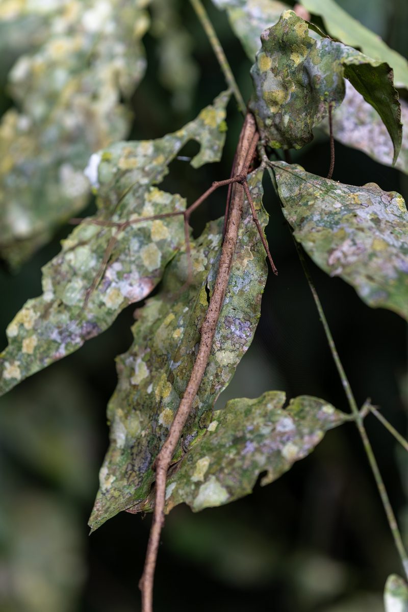 Cahuita, Costa Rica, 2024, © Dirk Heurich, dirksn.com