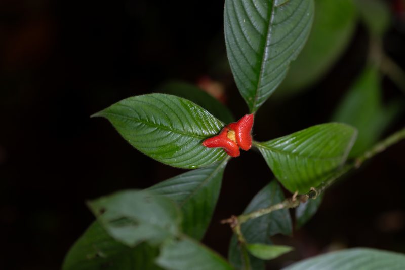 Cahuita, Costa Rica, 2024, © Dirk Heurich, dirksn.com