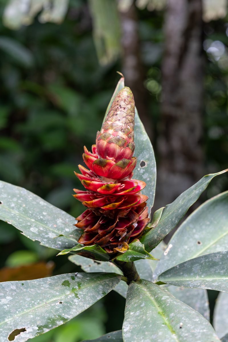 Cahuita, Costa Rica, 2024, © Dirk Heurich, dirksn.com