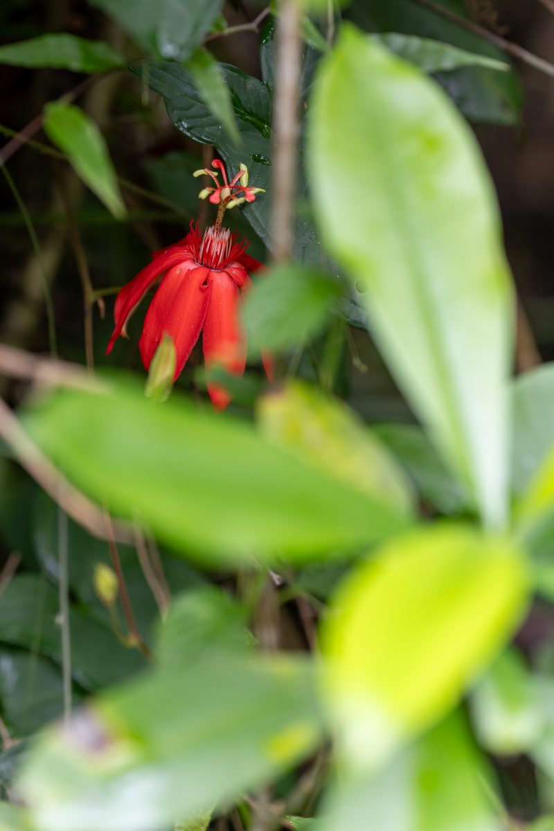 Cahuita, Costa Rica, 2024, © Dirk Heurich, dirksn.com