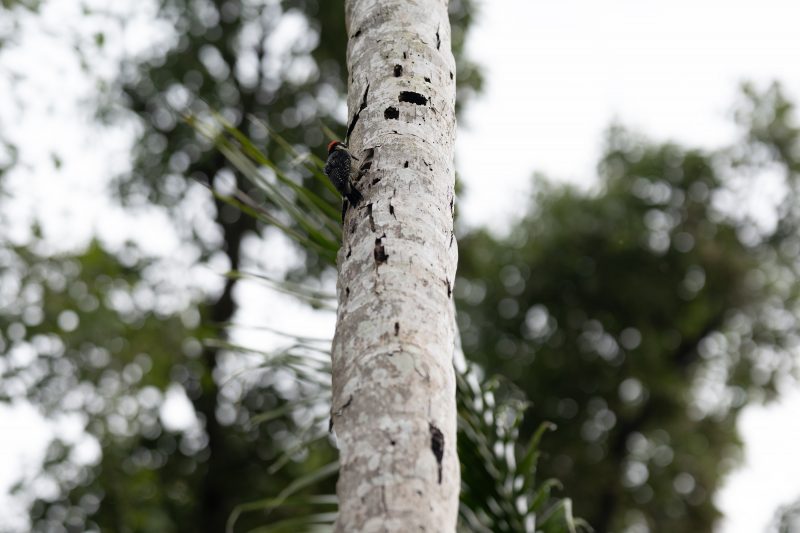 Cahuita, Costa Rica, 2024, © Dirk Heurich, dirksn.com